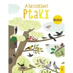 PTAKI A TO CIEKAWE! - Wilga