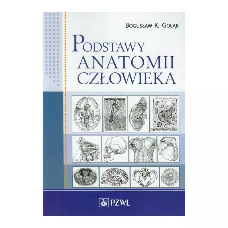 PODSTAWY ANATOMII CZŁOWIEKA Bogusław Gołąb - Wydawnictwo Lekarskie PZWL