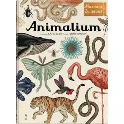 ANIMALIUM MUZEUM ZWIERZĄT Jenny Broom, Katie Scott - Dwie Siostry