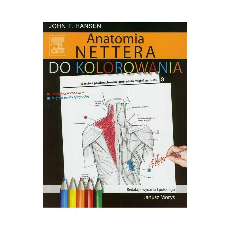 ANATOMIA NETTERA DO KOLOROWANIA John Hansen - Elsevier Urban&Partner