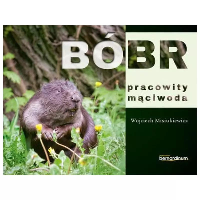 BÓBR PRACOWITY MĄCIWODA - Bernardinum