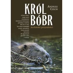 KRÓL BÓBR