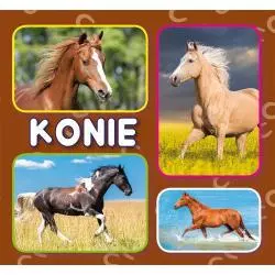 KONIE (HARMONIJKA)